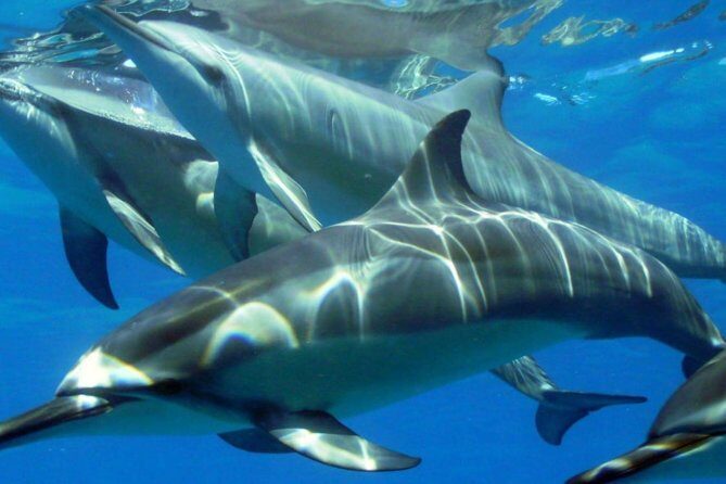 2-Hours Dolphin Excursion in Mauritius - Practical Tips for Travelers