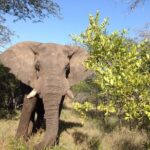 2 Night Elephant Tour from Nelspruit - The Itinerary in Detail