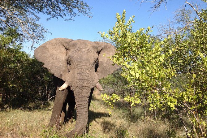 2 Night Elephant Tour from Nelspruit - The Itinerary in Detail