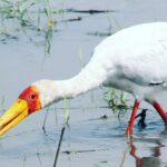 2 Nights 2days(camping in chobe national park) - Who Should Book This Tour?