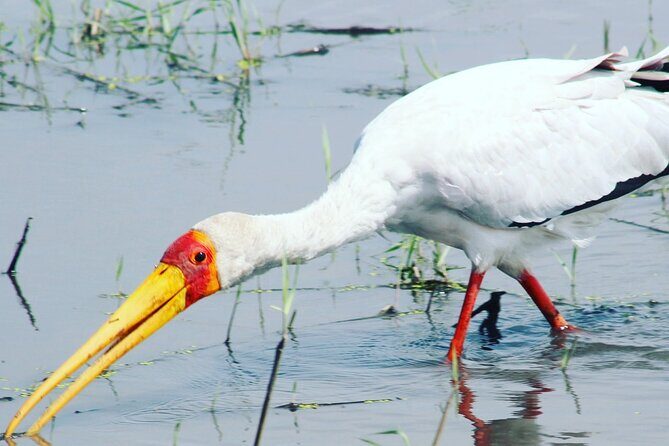 2 Nights 2days(camping in chobe national park) - Who Should Book This Tour?