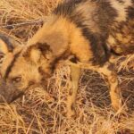2 Nights & 3 Day Kruger National Park Safari & Panorama Route - Authentic Experiences and Insights from Reviews