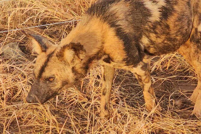 2 Nights & 3 Day Kruger National Park Safari & Panorama Route - Authentic Experiences and Insights from Reviews