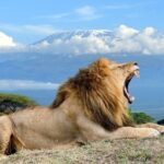 2 Nights 3 Days Amboseli National Park With 4*4 Vehicle - A Closer Look at the Itinerary: What to Expect