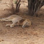 2 nights 3 days safari to mikumi national park - What’s Included and What’s Not