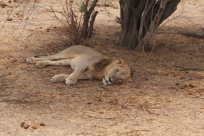 2 nights 3 days safari to mikumi national park - What’s Included and What’s Not