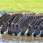 2-Nights 5-star Sanbona Game Reserve with private transfers to and from Sanbona - Exploring the 2-Nights 5-star Sanbona Game Reserve with Private Transfers