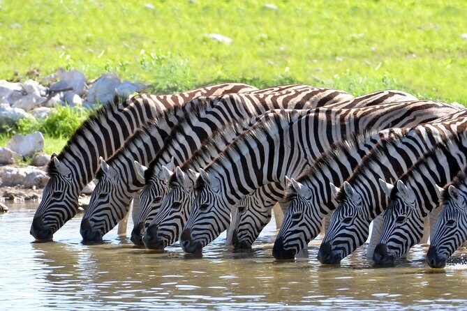 2-Nights 5-star Sanbona Game Reserve with private transfers to and from Sanbona - Exploring the 2-Nights 5-star Sanbona Game Reserve with Private Transfers