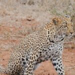 2 Nights Lion King Safari to Kruger from Nelspruit - A Day in the Life: What to Expect