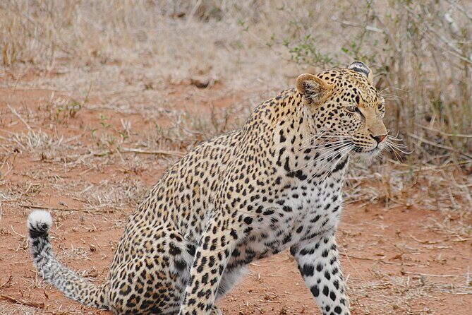 2 Nights Lion King Safari to Kruger from Nelspruit - A Day in the Life: What to Expect