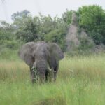 2 Nights Okavango Delta Mokoro WildCamping Tour, all-inclusive - The Camping Experience: Comfort in the Wilderness