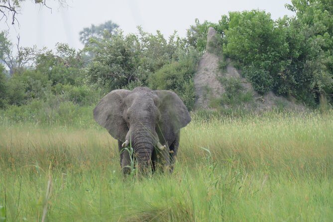 2 Nights Okavango Delta Mokoro WildCamping Tour, all-inclusive - The Camping Experience: Comfort in the Wilderness