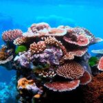 2 To 5 Hours Glass Bottom Boat Private Tour At Read Sea - Who Should Consider This Tour