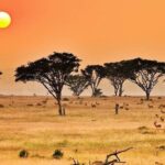 25 day uganda Rwanda kenya and Tanzania safari Zanzibar inclusive - Transportation, Accommodation, & Pricing