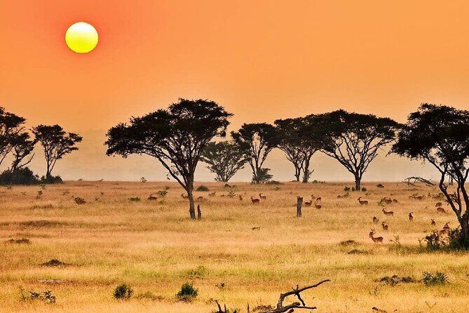 25 day uganda Rwanda kenya and Tanzania safari Zanzibar inclusive - Transportation, Accommodation, & Pricing