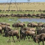 2days Spectacular Tanzania Safari - What’s Included and What’s Not