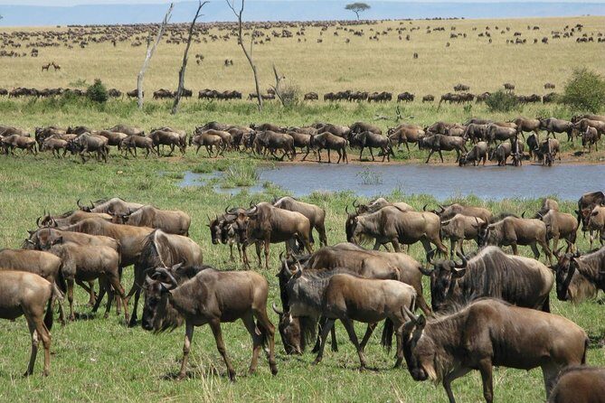 2days Spectacular Tanzania Safari - What’s Included and What’s Not