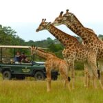 2hr Guided Game Drive at 10h00; Kragga Kamma Game Park Ticket - The Value of a Short but Impactful Safari