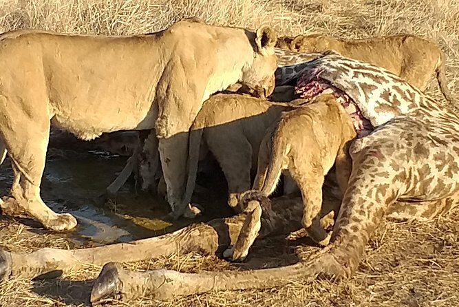 3 Day 2 Night Mikumi National Park + Masai culture - Exploring Mikumi National Park and Its Surroundings