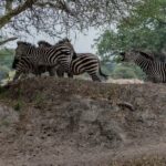 3-Day / 2 Nights Group Safari Serengeti & Ngorongoro Crater - What’s Included and What’s Not
