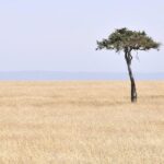 3 Day 2 Nights Maasai Mara Safari - The Value of This Safari