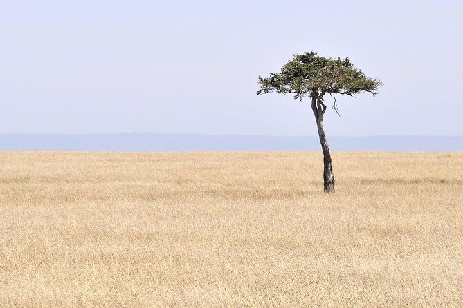 3 Day 2 Nights Maasai Mara Safari - The Value of This Safari