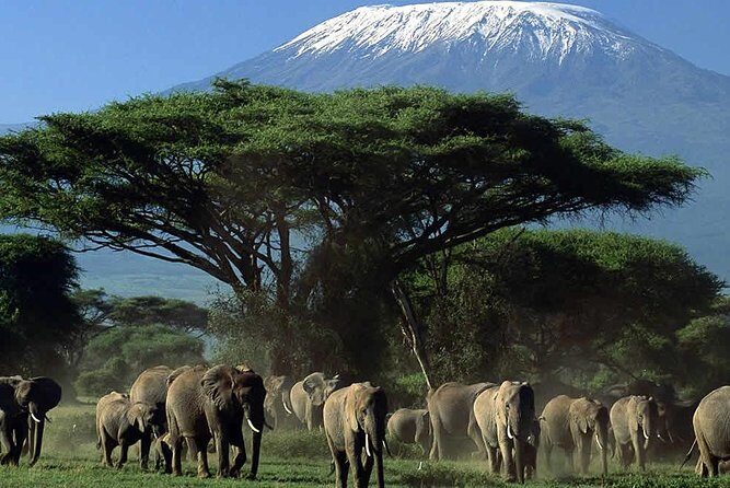 3 Day Amboseli National Park All-Inclusive Camping Safari - What’s Included and What’s Not