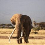 3-Day Amboseli National Reserve Safari from Nairobi - The Experience of Traveling in a Small Group
