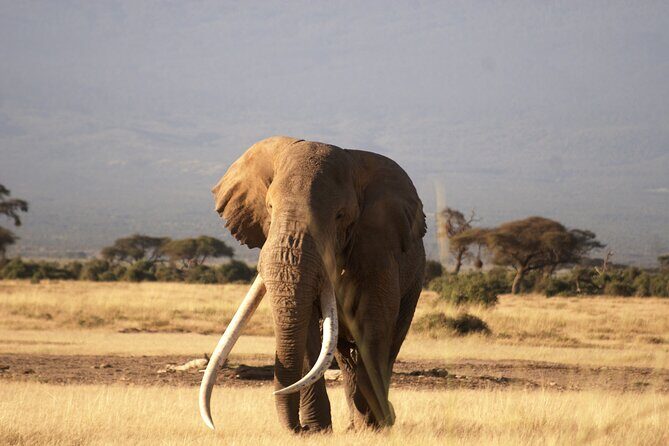 3-Day Amboseli National Reserve Safari from Nairobi - The Experience of Traveling in a Small Group