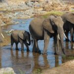 3-Day Camping Safari Tarangire, Lake Manyara & Ngorongoro crater - What Makes This Safari Special?