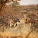 3 Day Camping tour at Etosha National Park - An In-Depth Look at the 3-Day Etosha Camping Tour
