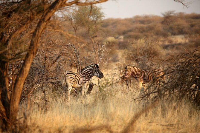 3 Day Camping tour at Etosha National Park - An In-Depth Look at the 3-Day Etosha Camping Tour