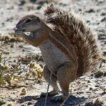 3 Day Central Kalahari Game Reserve Safari Tour - Authentic Experiences & Unique Highlights