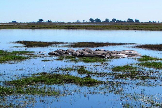 3 Day Chobe National Park Camping Safari - Authentic Experiences and Insights from Reviews