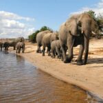 3 Day Chobe National Park Camping Tour - Practical Details You Should Know