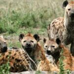 3 Day Classic, Guided Serengeti Safari - Frequently Asked Questions