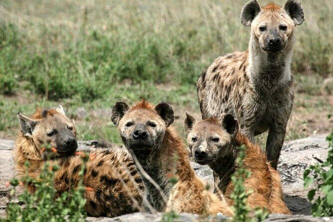 3 Day Classic, Guided Serengeti Safari - Frequently Asked Questions