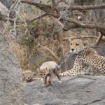3-Day Classic Serengeti Safari - Why This Tour Offers Great Value
