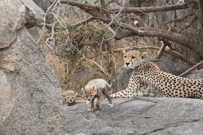 3-Day Classic Serengeti Safari - Why This Tour Offers Great Value