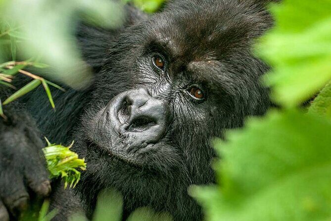3-Day Climax Guided Gorilla Trekking Mist and Batwa Safari - What Makes This Tour Stand Out?