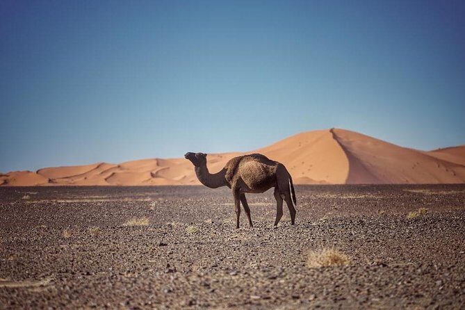 3-Day desert tour Marrakech to Fes via Merzouga - Hollywood of Africa: Ouarzazate