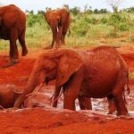 3 day Diani Beach To Tsavo East & West - What Makes This Tour Stand Out?