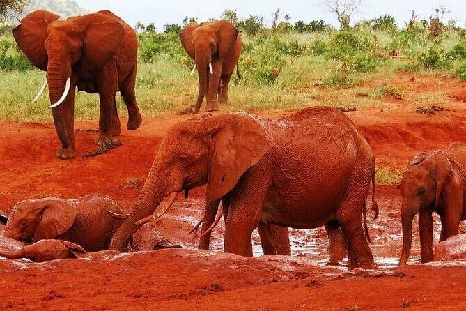 3 day Diani Beach To Tsavo East & West - What Makes This Tour Stand Out?