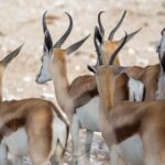 3 Day Etosha Budget Camping Safari - What You Get for the Price