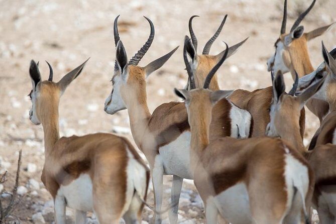 3 Day Etosha Budget Camping Safari - What You Get for the Price