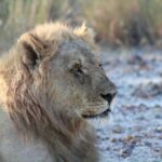 3 Day Etosha Private Guided Safari - Value and Cost Analysis