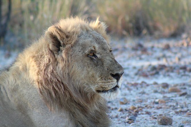 3 Day Etosha Private Guided Safari - Value and Cost Analysis