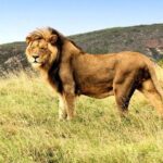 3 Day Garden Route Highlights and Safari with Private Transfers - Why This Tour Offers Great Value