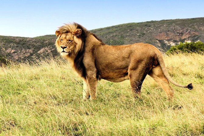3 Day Garden Route Highlights and Safari with Private Transfers - Why This Tour Offers Great Value