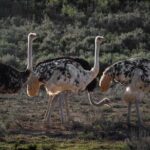 3 Day Garden Route Private Tour - Detailed Breakdown of the Itinerary